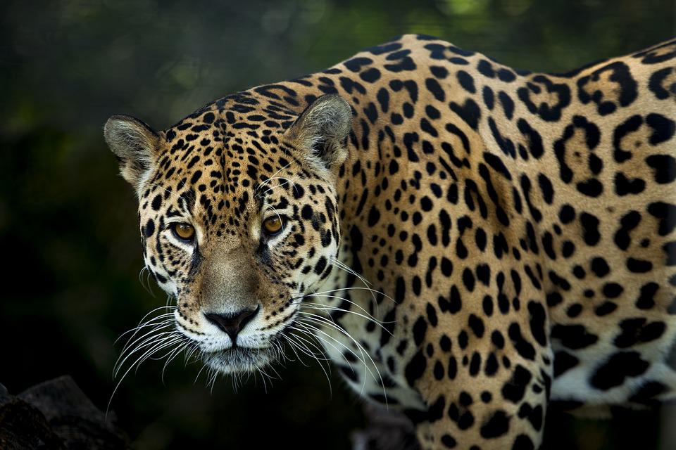 Jaguar Predateur